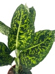 Dieffenbachia reflector - L