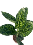 Dieffenbachia reflector - L