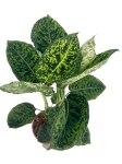 Dieffenbachia reflector - L