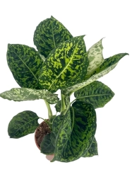 Dieffenbachia reflector - L