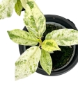 Ficus elastica Moonshine - Ficus Shivereana - S