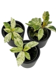 Ficus elastica Moonshine - Ficus Shivereana - S