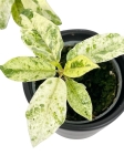Ficus elastica Moonshine - Ficus Shivereana - S