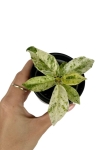 Ficus elastica Moonshine - Ficus Shivereana - S