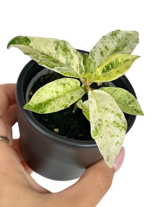 Ficus elastica Moonshine - Ficus Shivereana - S