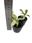 Ficus elastica Moonshine - Ficus Shivereana - S