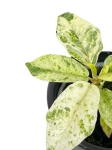Ficus elastica Moonshine - Ficus Shivereana - S