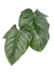 Philodendron Sodiroi - XL
