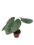Philodendron Sodiroi - XL