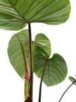 Philodendron Sodiroi - XL