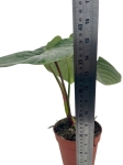Philodendron Sodiroi - XL
