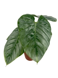 Philodendron Sodiroi - XL
