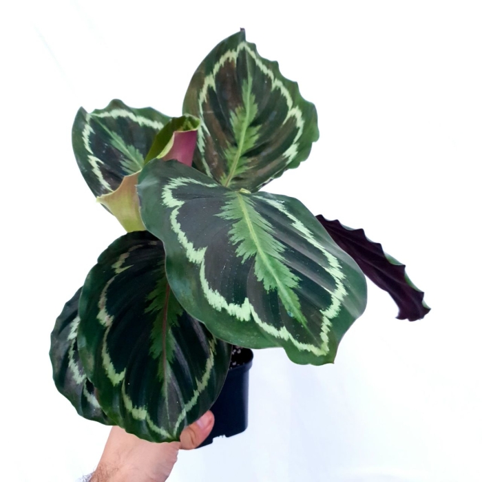 Goeppertia (Calathea) roseopicta Medallion - zdjęcie poglądowe gatunku