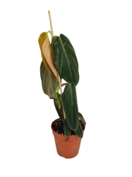 Philodendron gigas