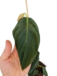 Philodendron gigas