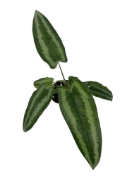 Schismatoglottis wallichi - M