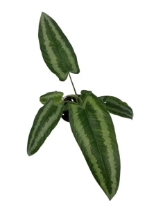 Schismatoglottis wallichi - M