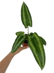 Schismatoglottis wallichi - M