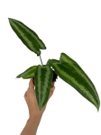 Schismatoglottis wallichi - M