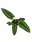 Schismatoglottis wallichi - M