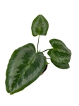 Schismatoglottis asperata - M