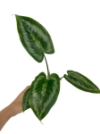 Schismatoglottis asperata - M