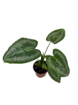 Schismatoglottis asperata - M