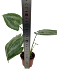 Schismatoglottis asperata - M