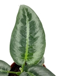 Schismatoglottis hainanensis - M