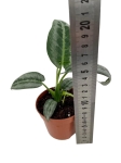 Schismatoglottis hainanensis - M