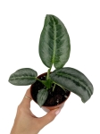 Schismatoglottis hainanensis - M