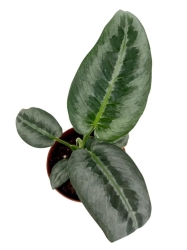 Schismatoglottis hainanensis - M