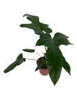 Philodendron Green Dragon - L