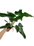 Philodendron Green Dragon - L