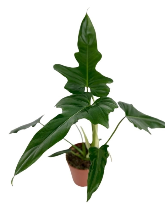 Philodendron Green Dragon - L