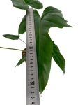 Philodendron Green Dragon - L