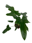 Philodendron Green Dragon - L