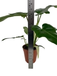 Philodendron Green Dragon - L