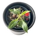 Philodendron nangaritense - S