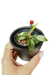 Philodendron nangaritense - S