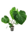 Philodendron nangaritense - dorosła roślina