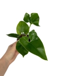 Philodendron goeldii (green wonder), fun bun, thaumatophyllum spruceanum - S