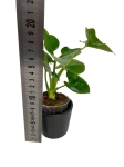 Philodendron goeldii (green wonder), fun bun, thaumatophyllum spruceanum - S