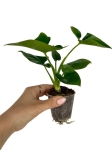Philodendron goeldii (green wonder), fun bun, thaumatophyllum spruceanum - S