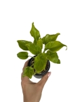Thaumatophyllum (Philodendron) xanadu - S