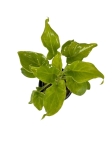 Thaumatophyllum (Philodendron) xanadu - S