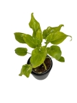 Thaumatophyllum (Philodendron) xanadu - S
