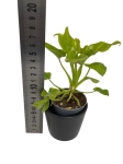 Thaumatophyllum (Philodendron) xanadu - S