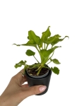 Thaumatophyllum (Philodendron) xanadu - S