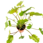 Thaumatophyllum (Philodendron) xanadu - dorosła roślina